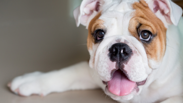 bulldog inglês