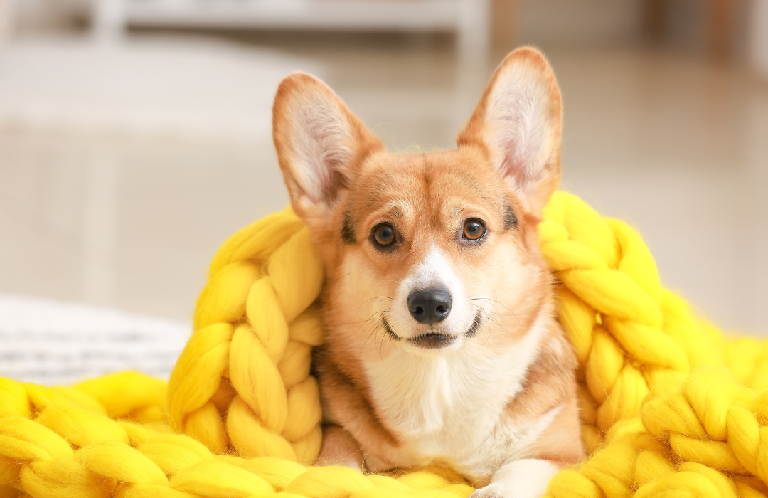 cão com frio