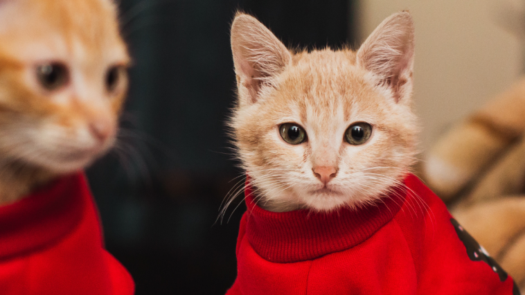 gato com frio