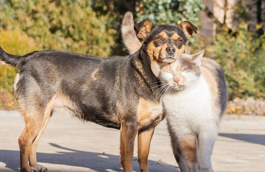 cão e gato