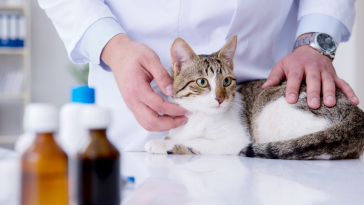 Campanha meu gato no vet