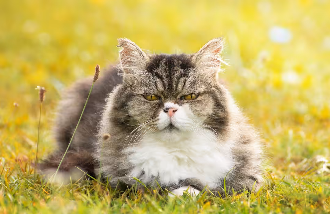 Gatos idosos precisam de um olhar diferenciado do veterinário no atendimento clínico