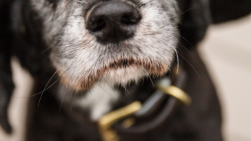 cão idoso