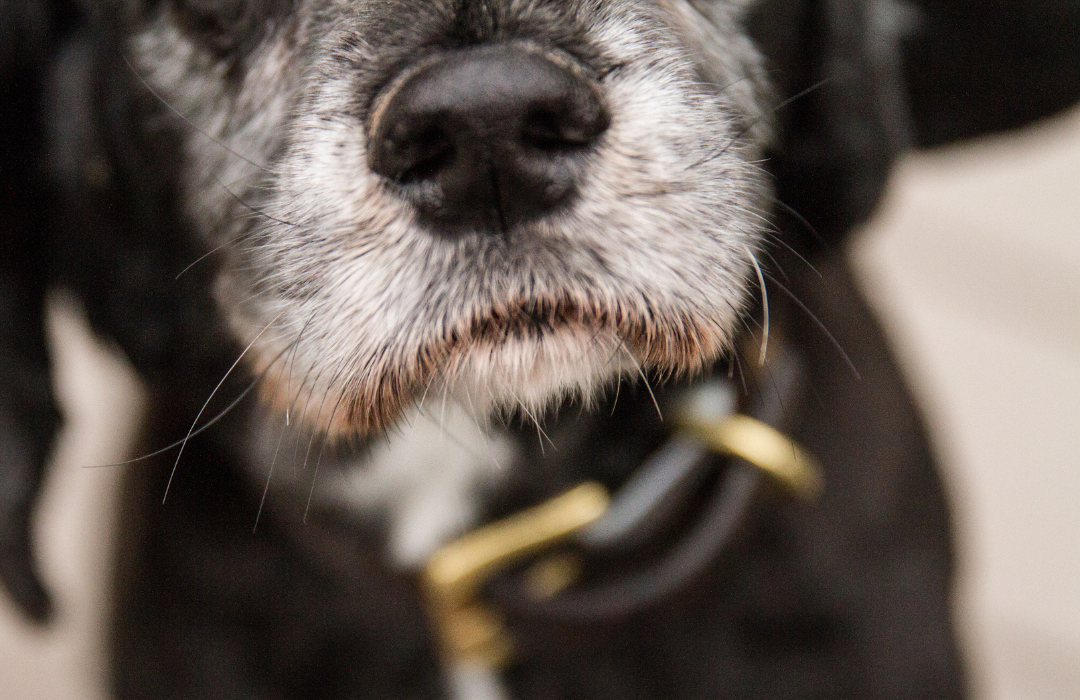 cão idoso