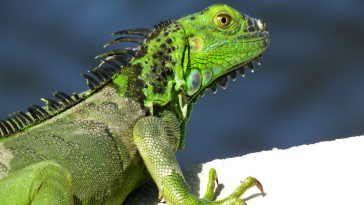 iguana