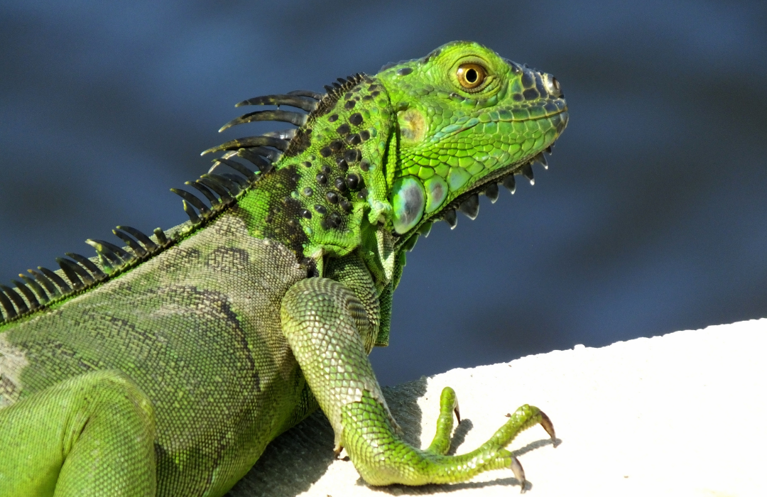 iguana