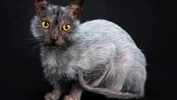 Lykoi