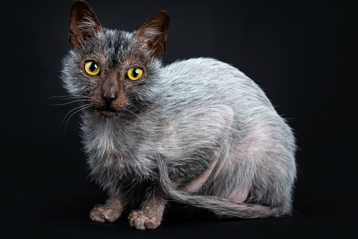 Lykoi