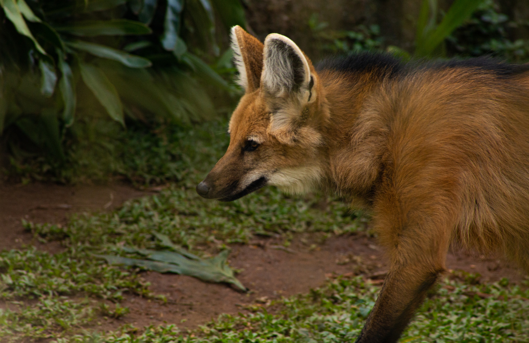 Lobo-guará