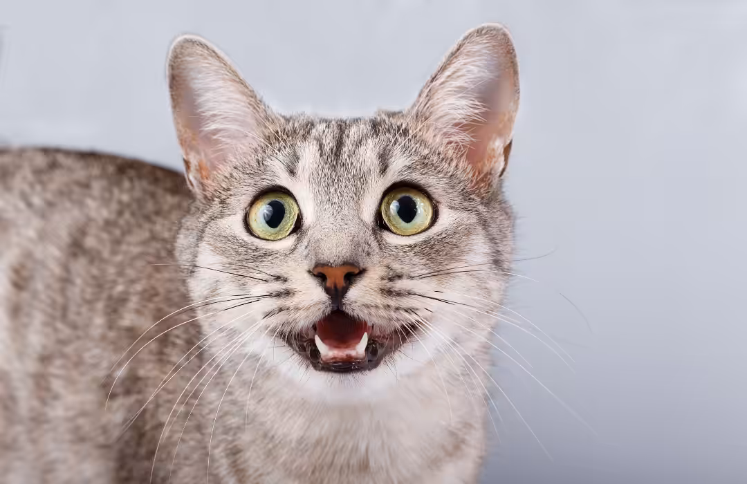 Alguns comportamentos felinos são considerados formas de comunicação com o tutor