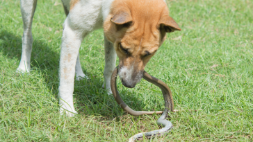 animal peçonhento
