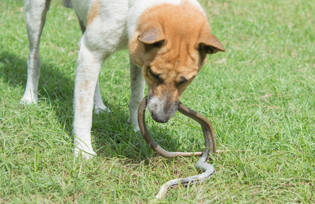 animal peçonhento