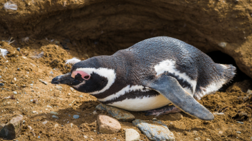 pinguim-de-magalhães