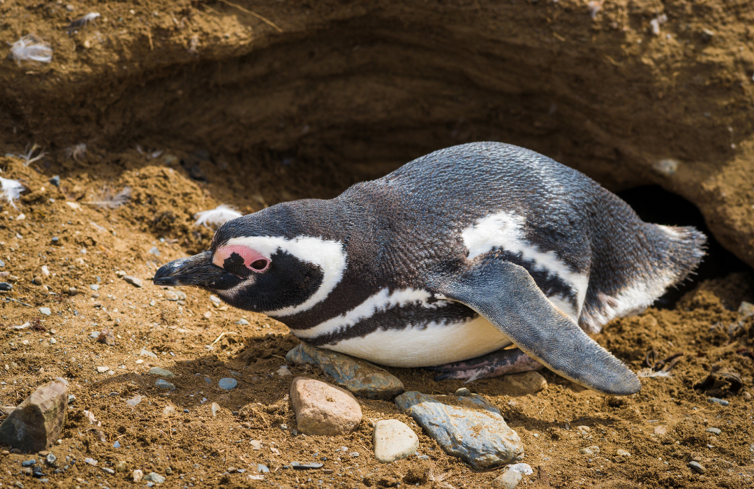 pinguim-de-magalhães