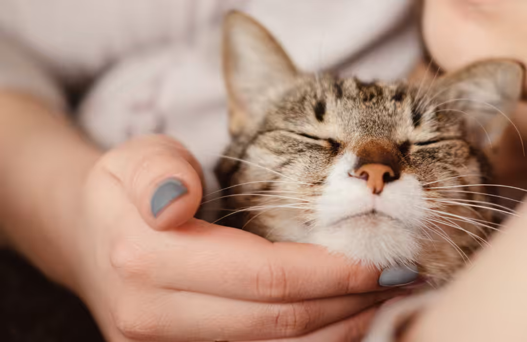 Buscar informações antes de adotar um pet é fundamental para evitar o abandono