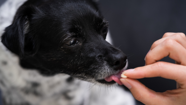 remédio para cães