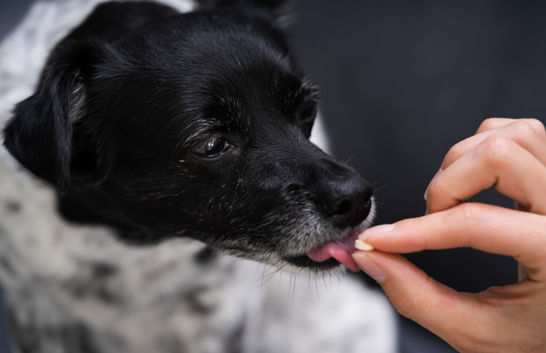 remédio para cães