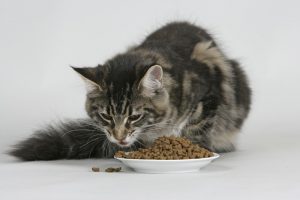 gato