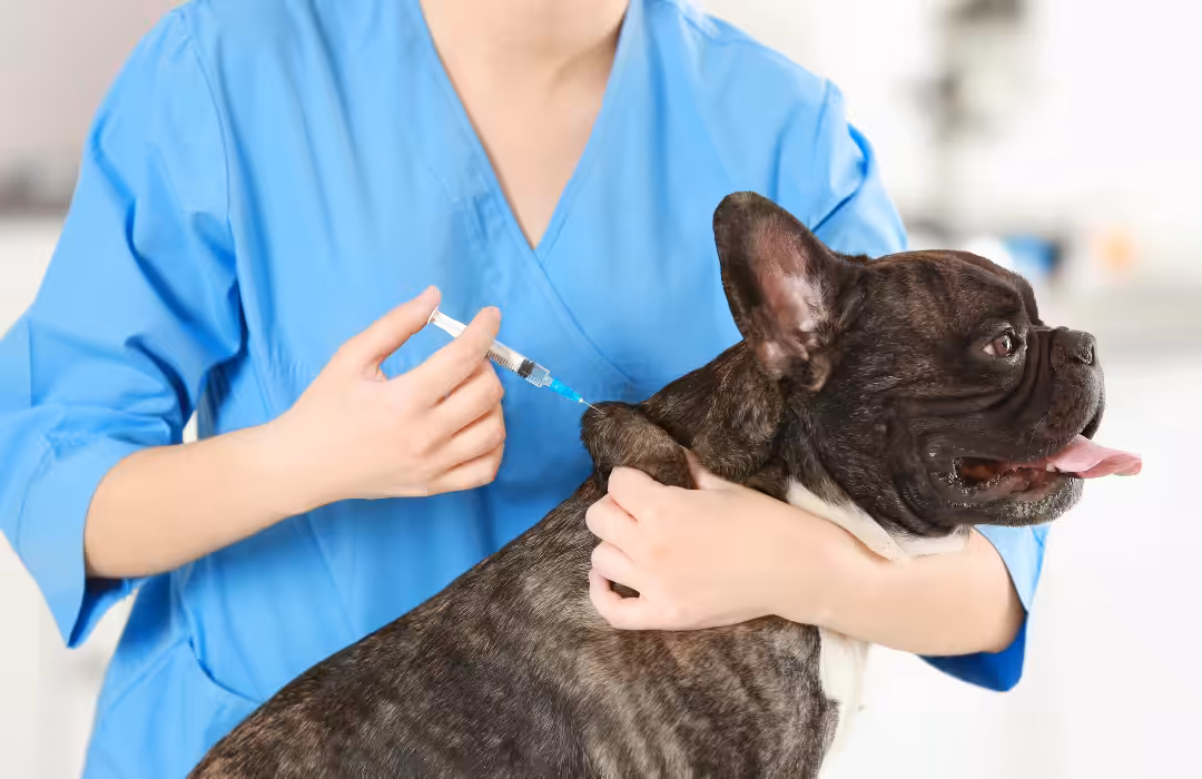 Veterinário aborda a importância da vacinação contra a raiva para os pets e seus tutores