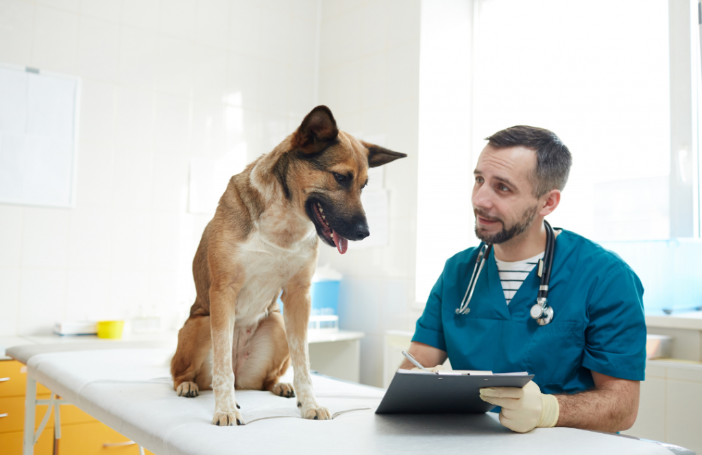 médico-veterinário