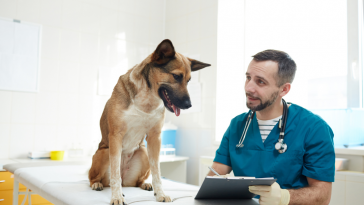 médico-veterinário