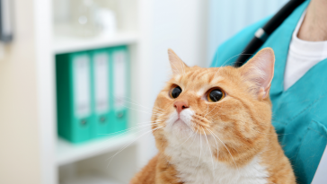 meu gato no vet