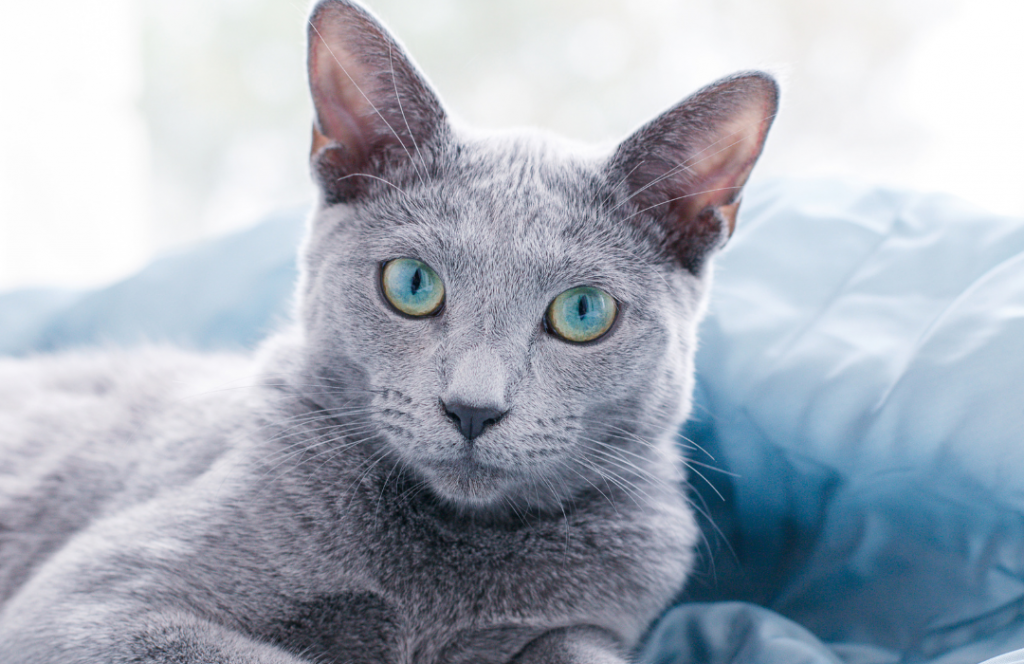 russian blue