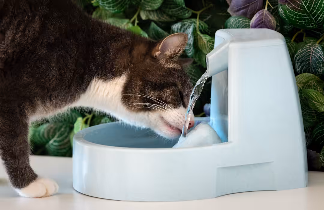 Tutores devem estar atentos à incidência de doenças articulares e problemas urinários em felinos