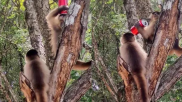 macaco Bonito