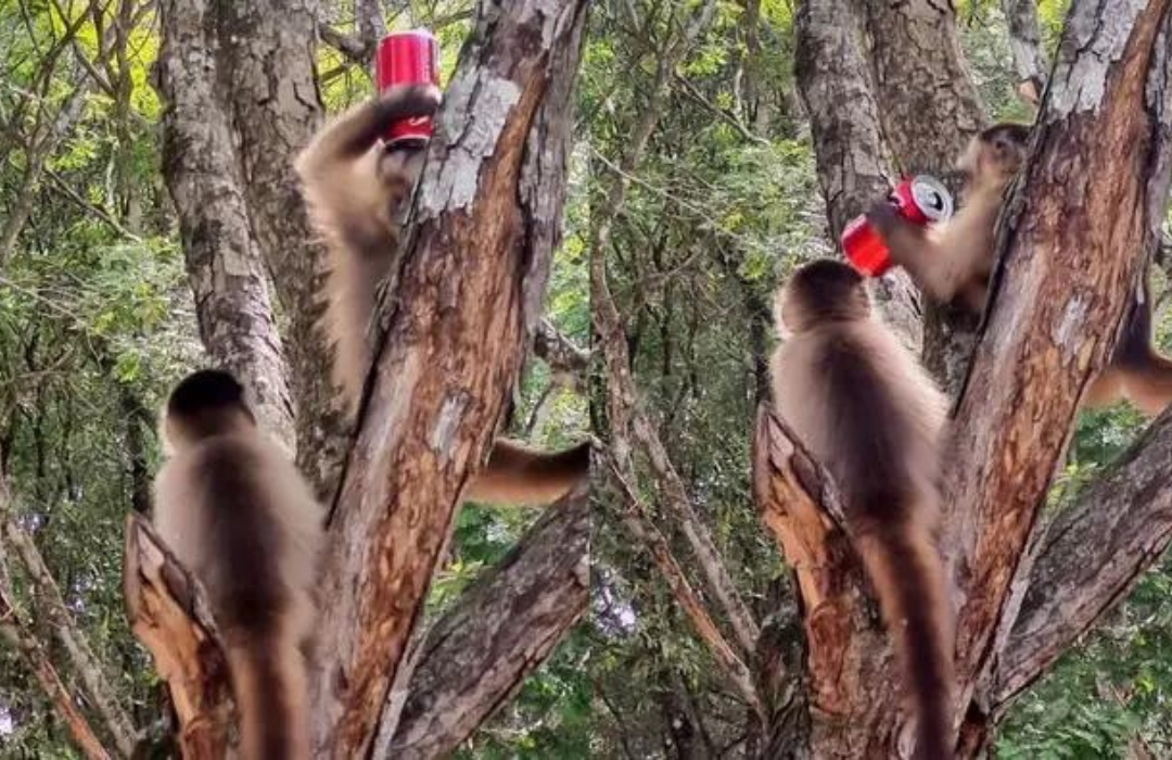 macaco Bonito