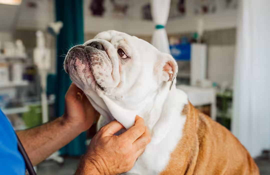 Veterinária mostra que cirurgia corretiva de braquicefalia pode aumentar conforto do paciente