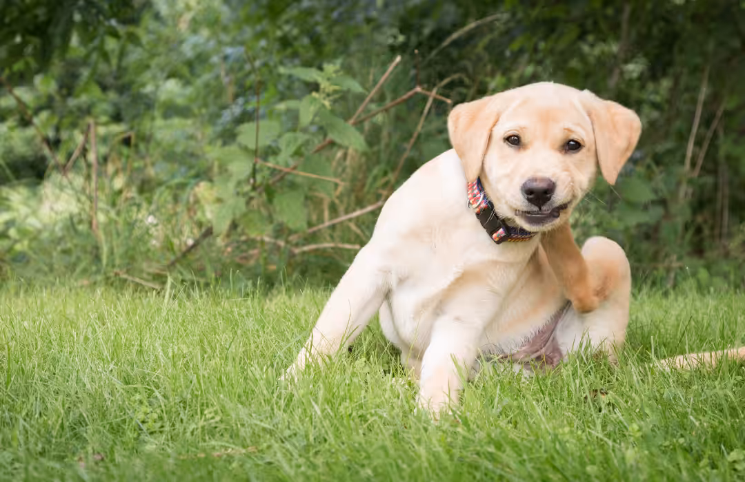 Cães alérgicos: médica-veterinária explica como identificar e quais as opções de tratamento