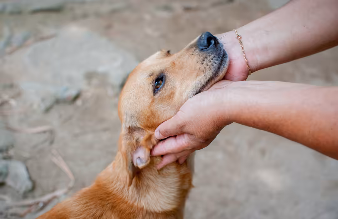 Pesquisa mostra que pandemia diminuiu poder aquisitivo de tutores de pets
