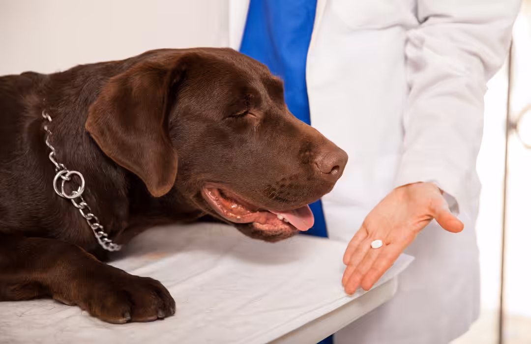 Omeprazol para pets: quando e como prescrever?