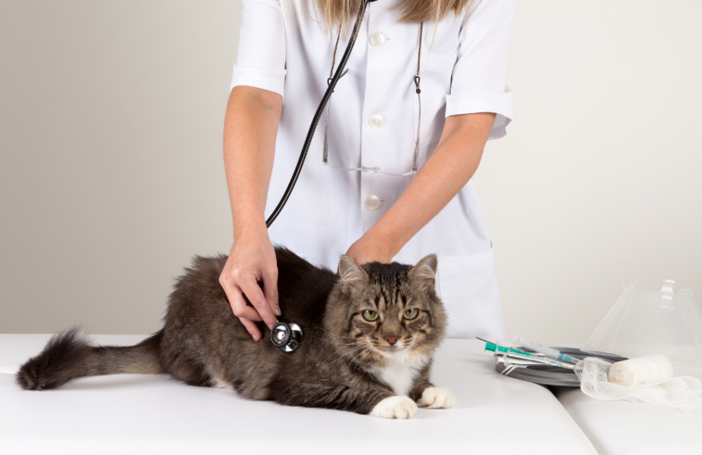 gato veterinário