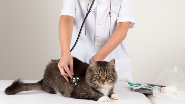 gato veterinário