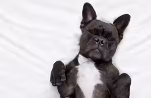 gripe canina