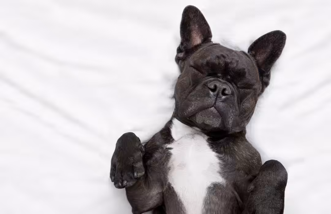 Gripe canina pode acometer cães de todas idades e raças e trata-se de uma doença contagiosa