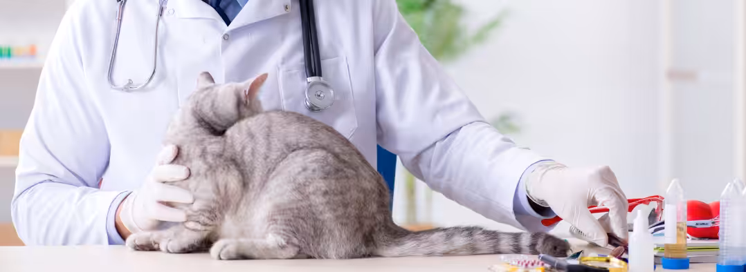 Dia Mundial da Zoonoses: Médica-veterinária fala sobre esporotricose e melhor opção de tratamento