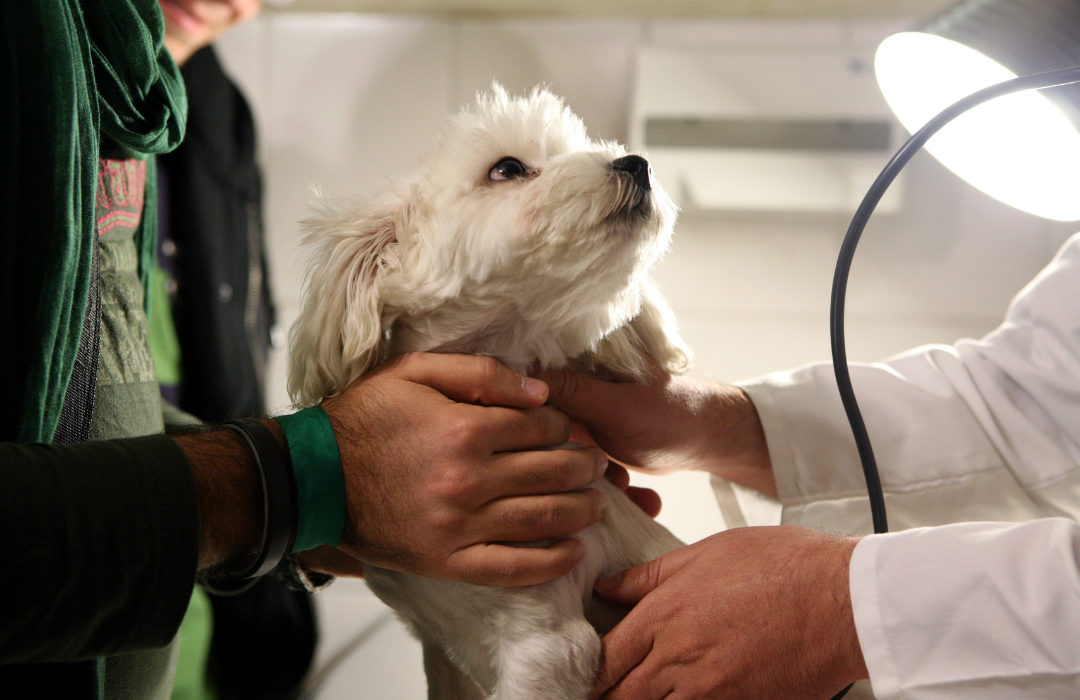 cão no hospital