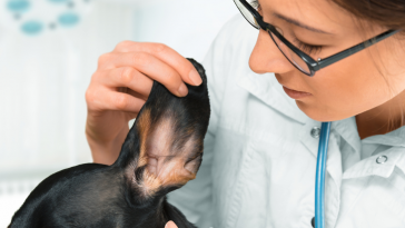 otite externa
