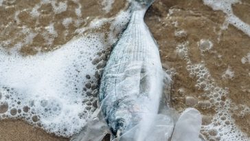 peixe