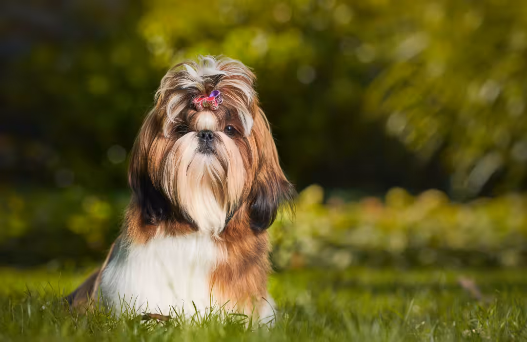 Pesquisa revela que Shih-tzu é a segunda raça de cães mais querida do Brasil
