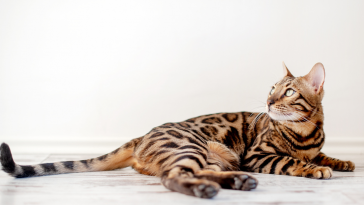 bengal