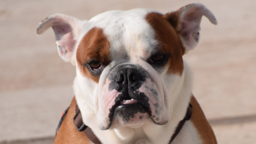 buldog