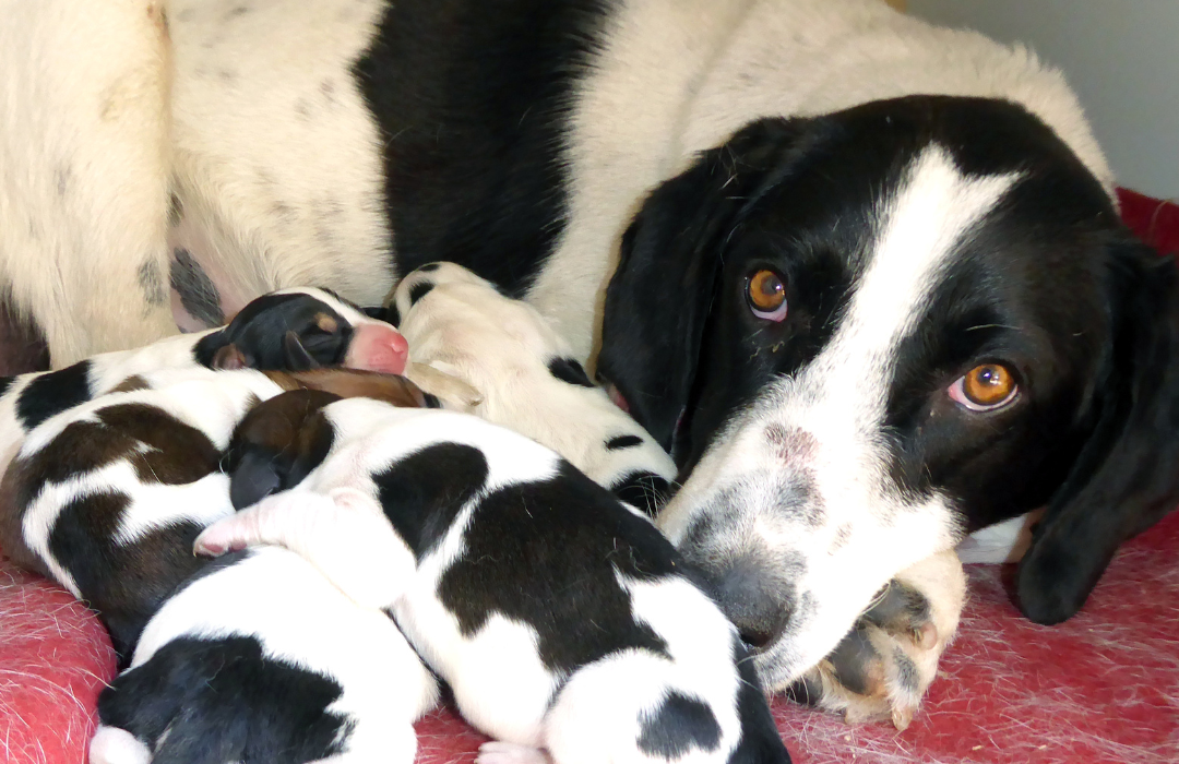 cachorra e filhotes