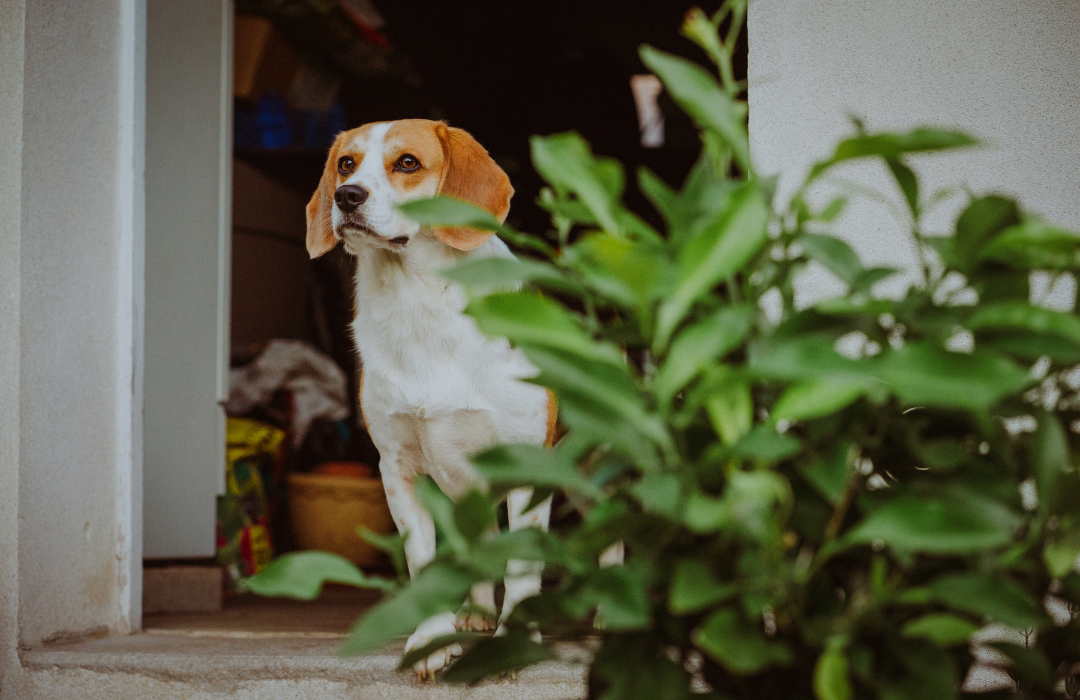 cachorro plantas