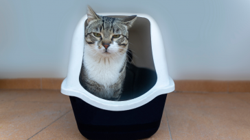 cistite felina