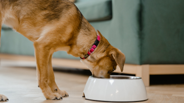 alimentação canina