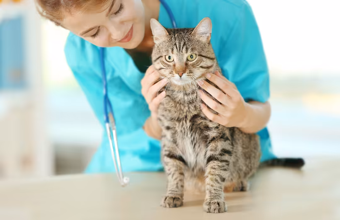 Veterinário deve focar no atendimento individualizado a fim de evitar estresse aos gatos